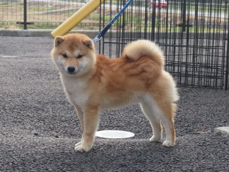 大分乃鈴貴
