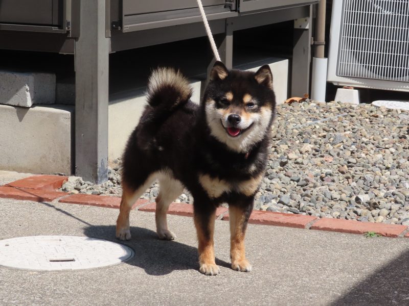 大分乃虎鉄