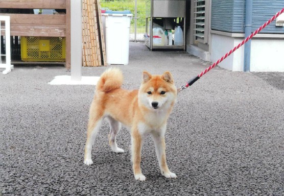 大分の源龍