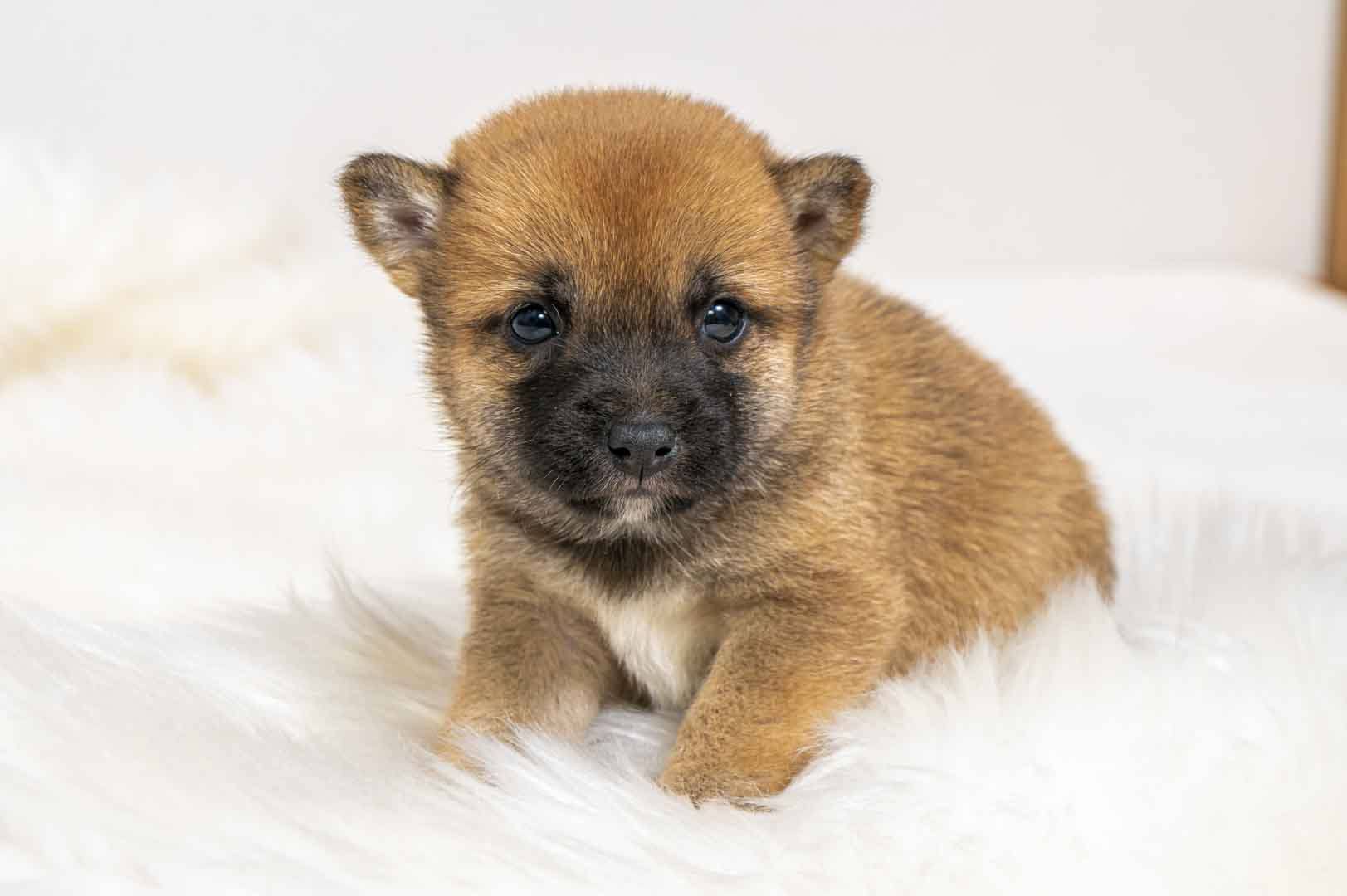豆柴犬 販売子犬番号 まりんちゃん 写真2