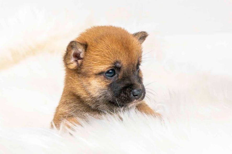 豆柴犬 販売子犬番号 まりんちゃん 写真3