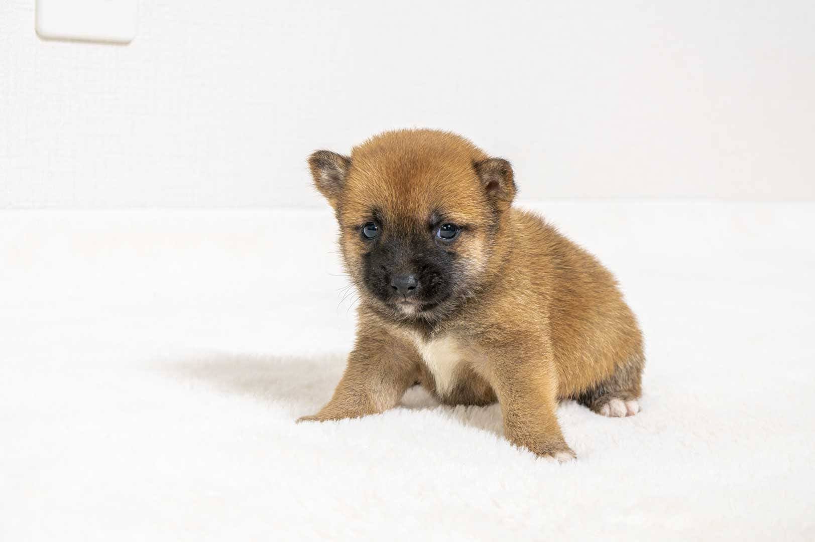 豆柴犬 販売子犬番号 まりんちゃん 写真4
