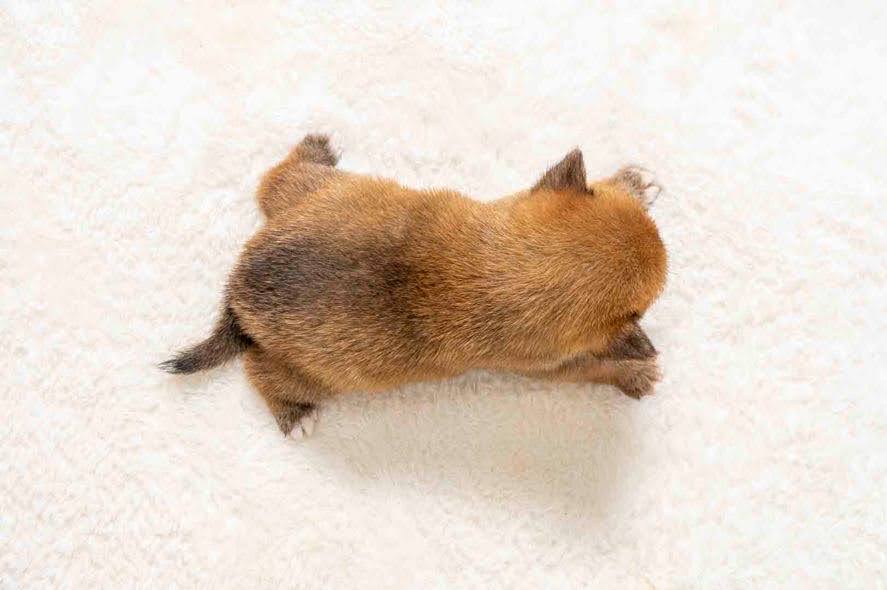 豆柴犬 販売子犬番号 まりんちゃん 写真5