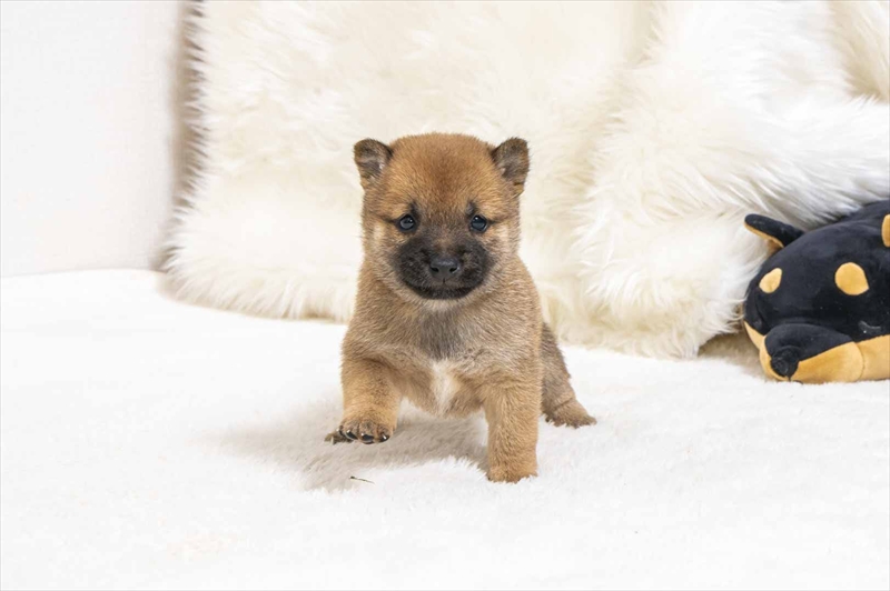 豆柴犬 販売子犬番号 りきやくん 写真2