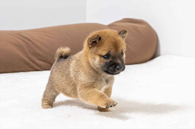 豆柴犬 販売子犬番号 りきやくん 写真3