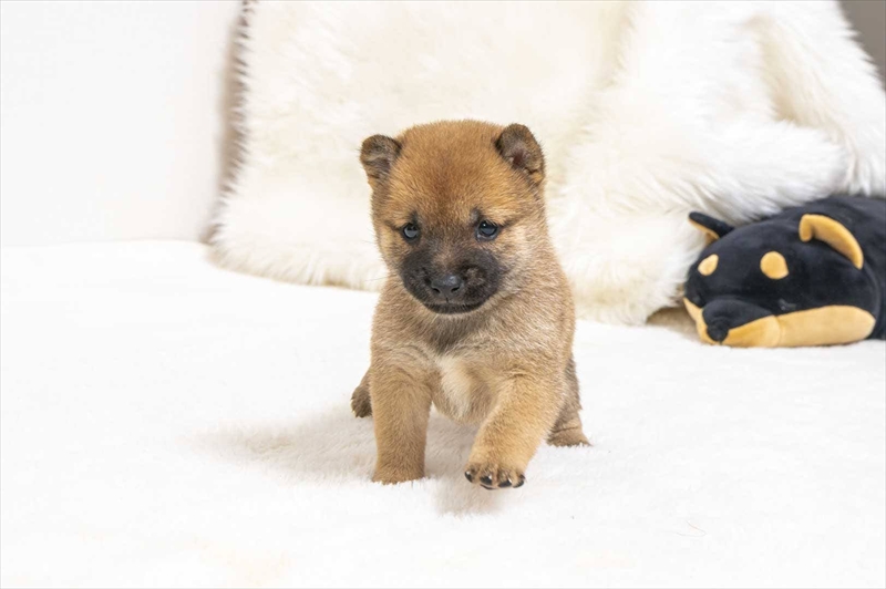 豆柴犬 販売子犬番号 りきやくん 写真4