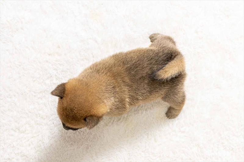 豆柴犬 販売子犬番号 りきやくん 写真5