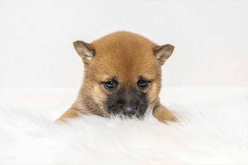 豆柴犬 販売子犬番号 すずかちゃん 写真2