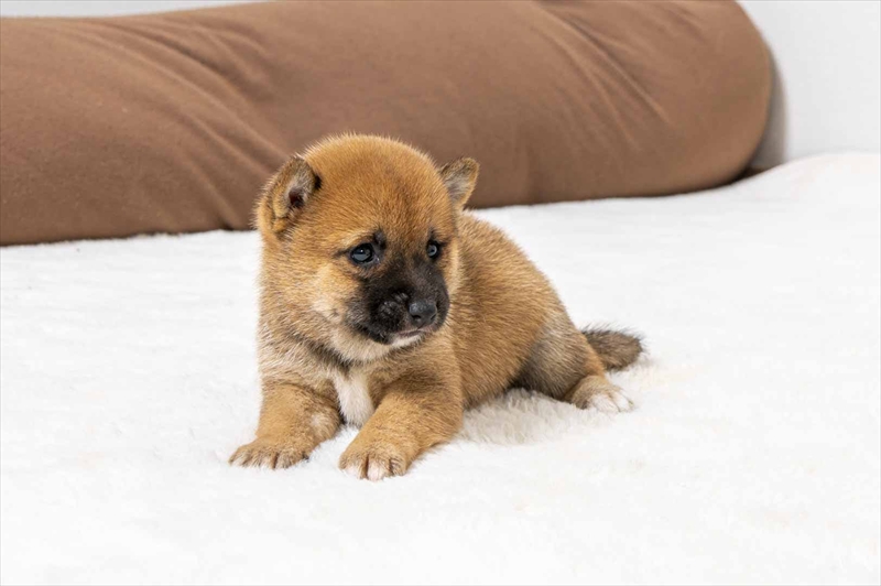 豆柴犬 販売子犬番号 すずかちゃん 写真3