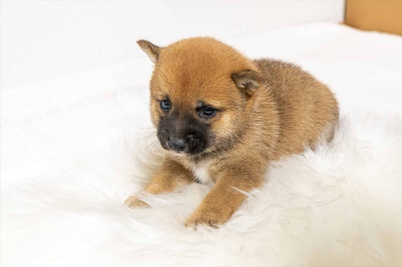 豆柴犬 販売子犬番号 すずかちゃん 写真4