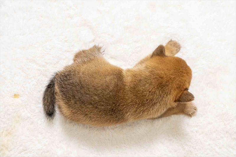 豆柴犬 販売子犬番号 すずかちゃん 写真5