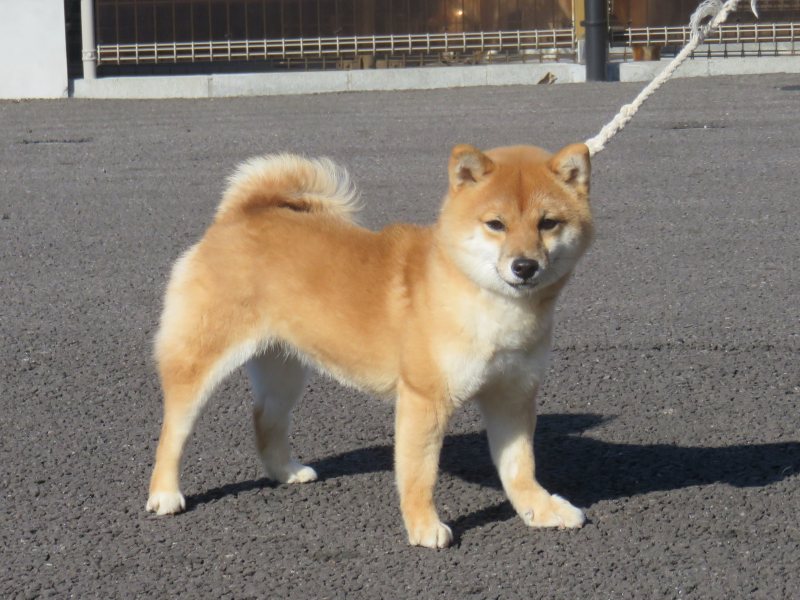 大分乃小桜女