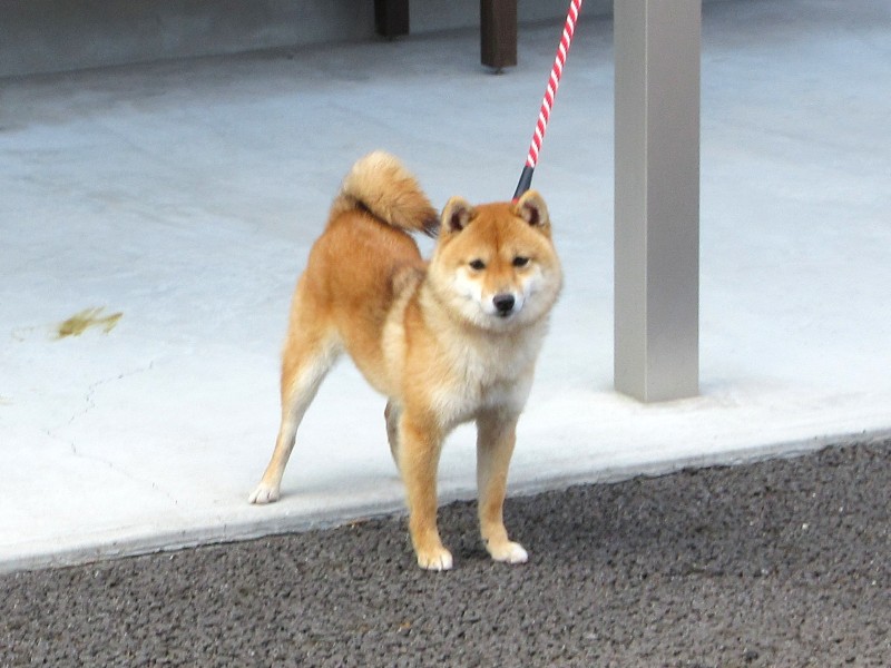 大分乃真理