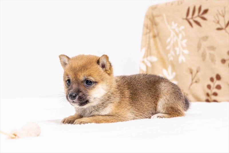 豆柴犬 販売子犬番号 かのんちゃん 写真3