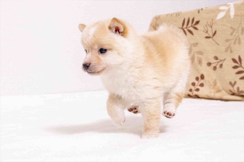 豆柴犬 販売子犬番号 ならちゃん 写真4