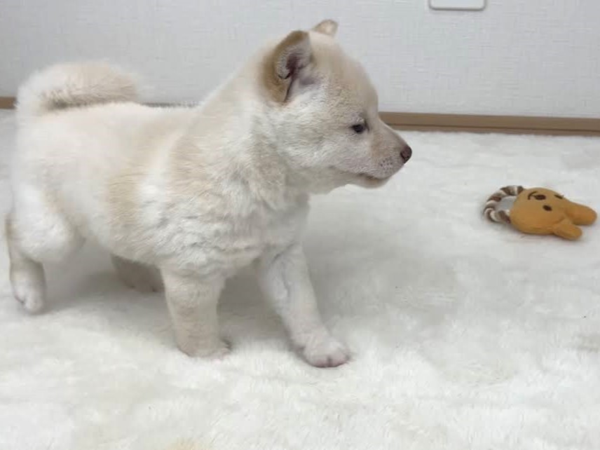 豆柴犬 販売子犬番号 こゆきちゃん 写真2