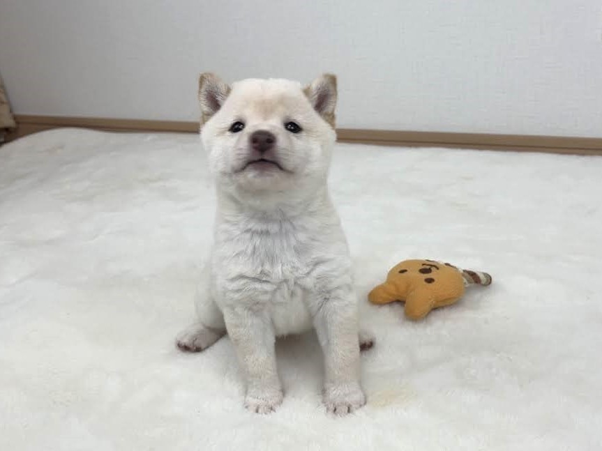 豆柴犬 販売子犬番号 こゆきちゃん 写真4