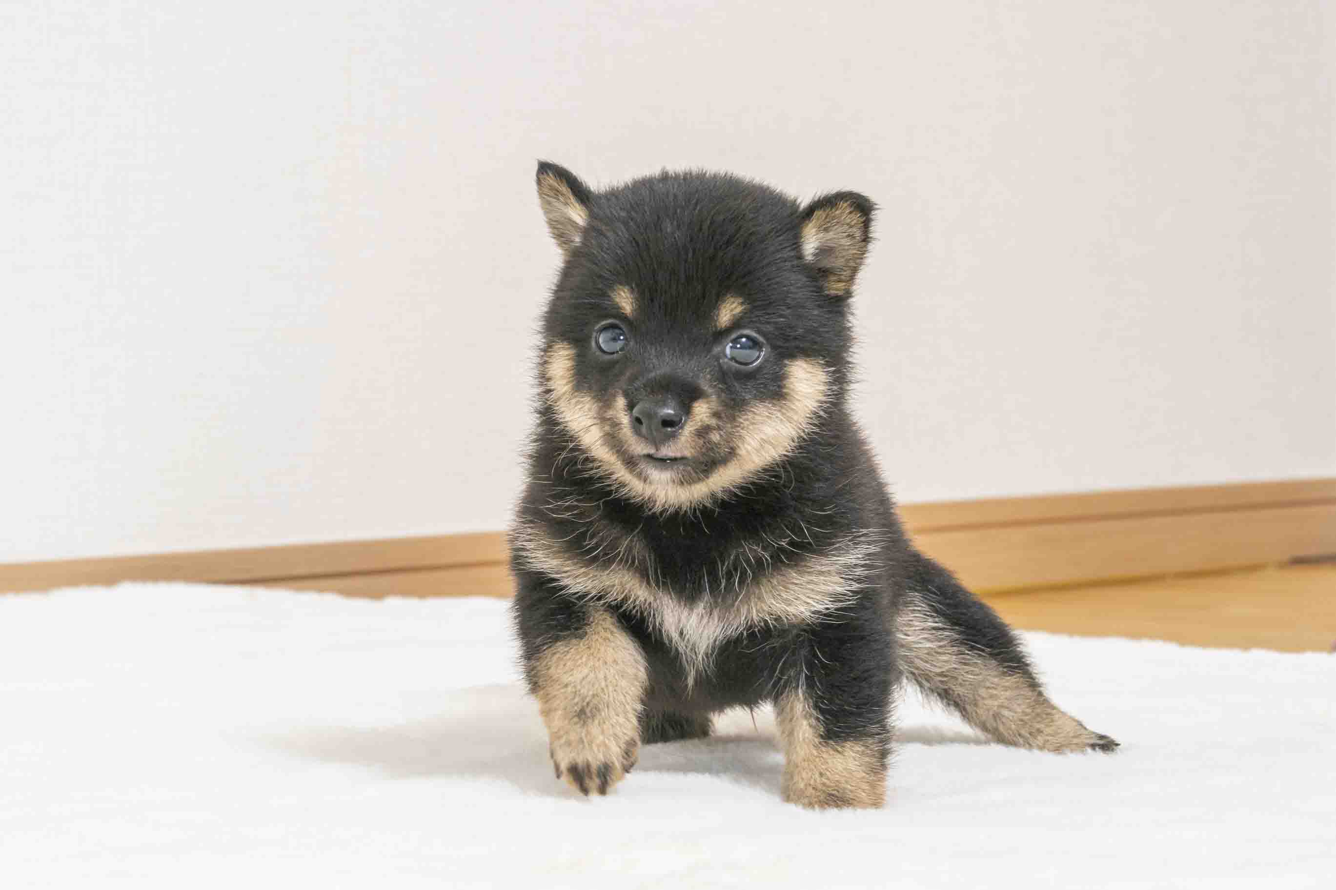 豆柴犬 販売子犬番号 まろくん 写真3