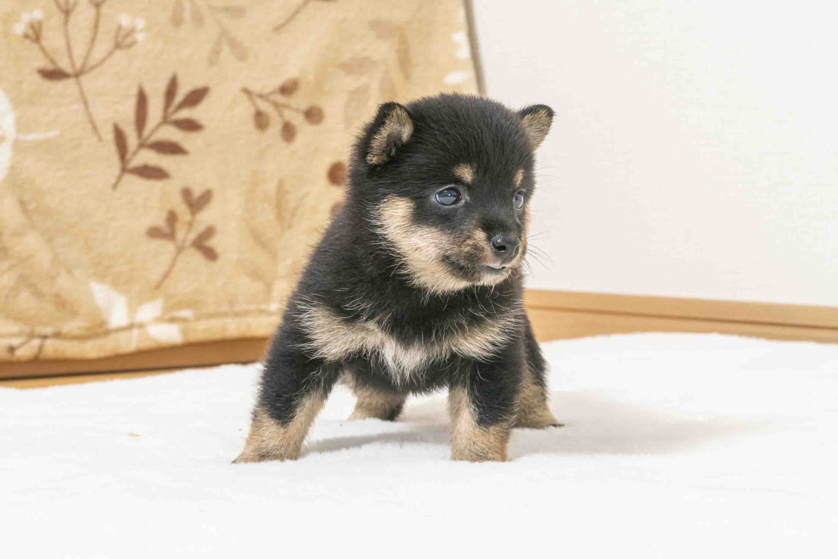 豆柴犬 販売子犬番号 まろくん 写真4