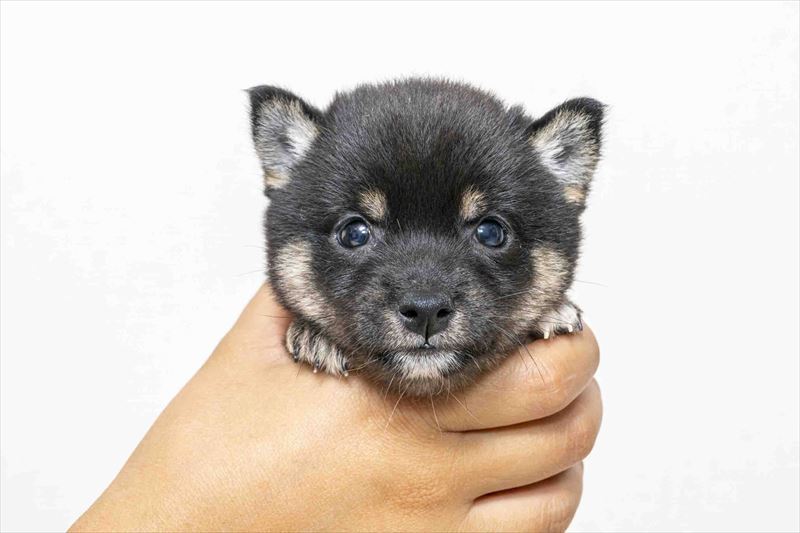 豆柴犬 販売子犬番号 セナちゃん 写真5