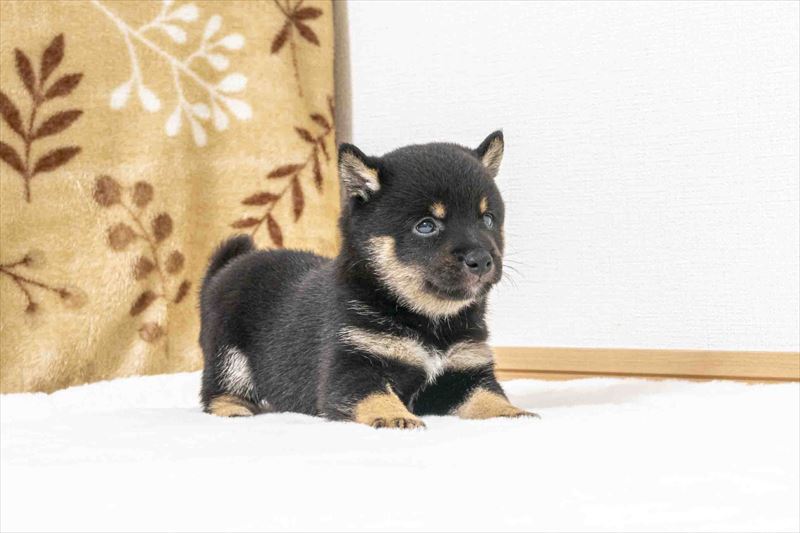 豆柴犬 販売子犬番号 ヒビキくん 写真3