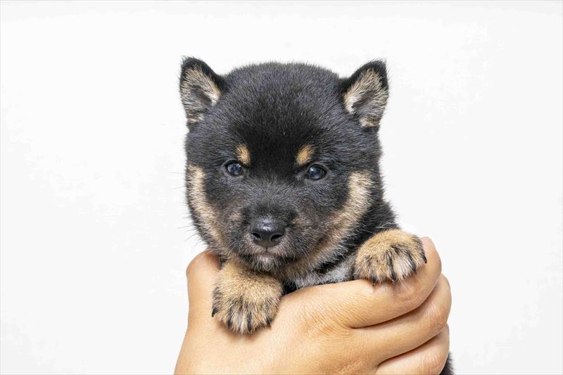 豆柴犬 販売子犬番号 ヒビキくん 写真2