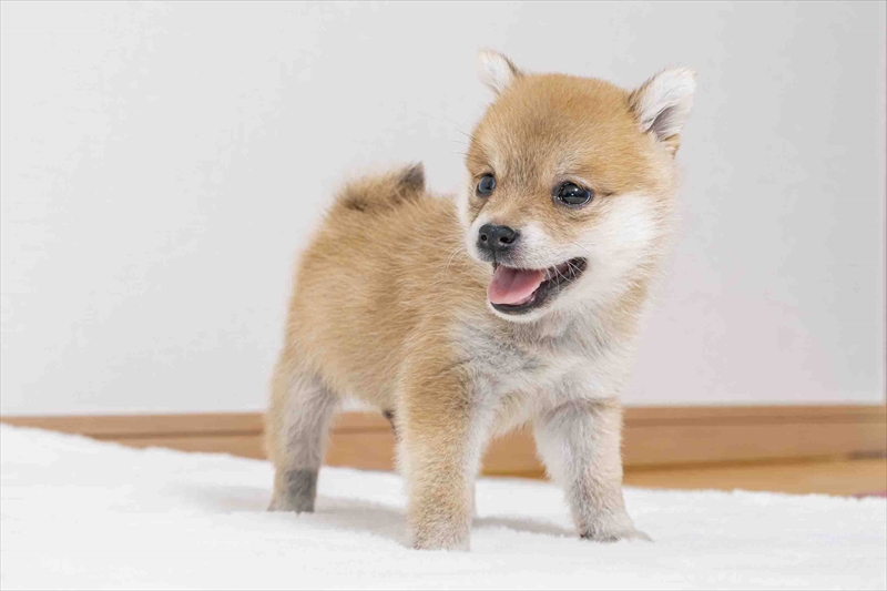 豆柴犬 販売子犬番号 とうりくん 写真4