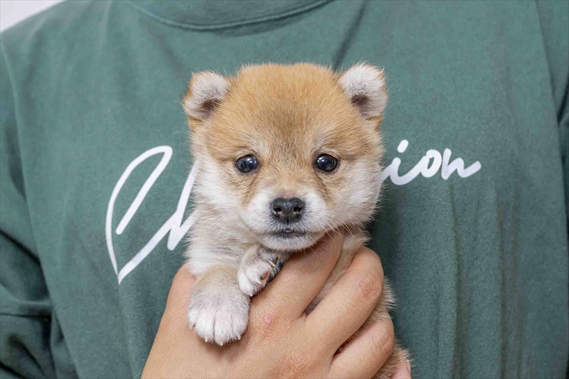 豆柴犬 販売子犬番号 とうりくん 写真2