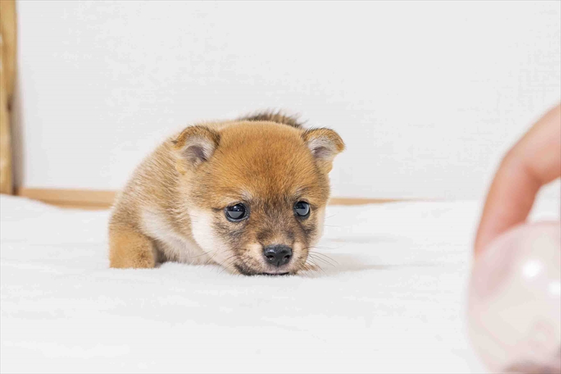 豆柴犬 販売子犬番号 きいちゃん 写真2