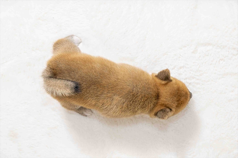 豆柴犬 販売子犬番号 つむぎちゃん 写真5