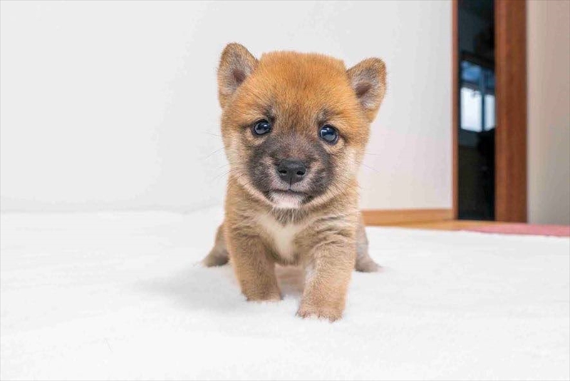 豆柴犬 販売子犬番号 つむぎちゃん 写真3