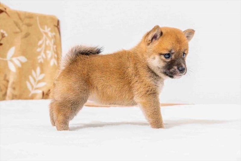 豆柴犬 販売子犬番号 つむぎちゃん 写真4