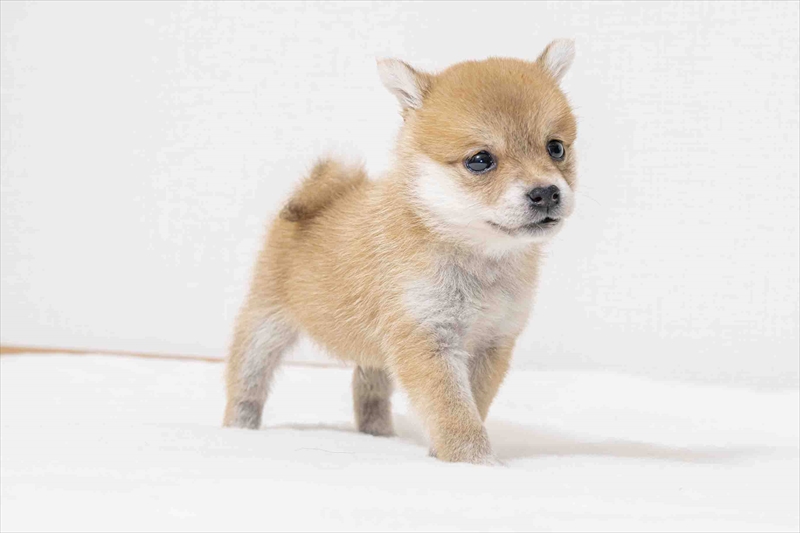 豆柴犬 販売子犬番号 みなとくん 写真4