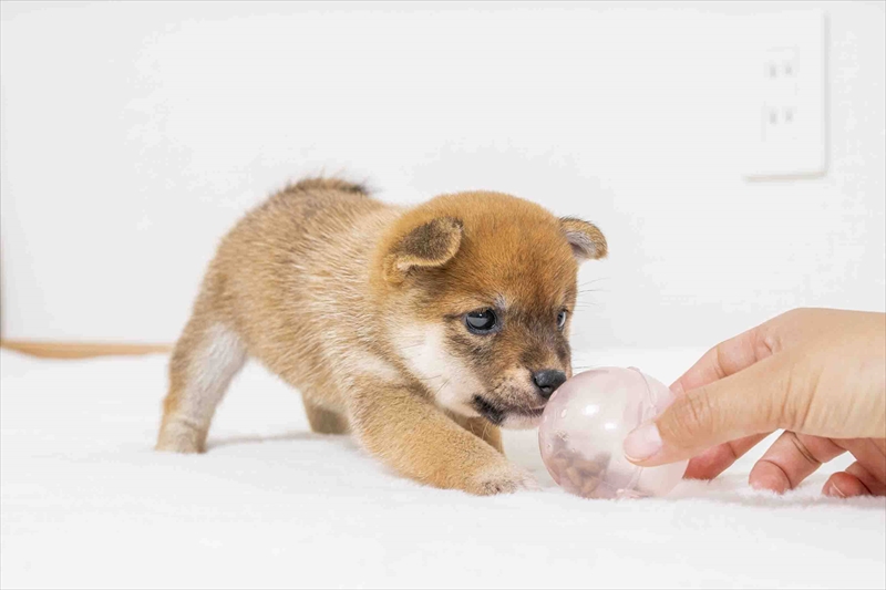 豆柴犬 販売子犬番号 きいちゃん 写真4