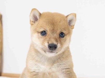 豆柴犬 販売子犬番号 みなとくん 写真3