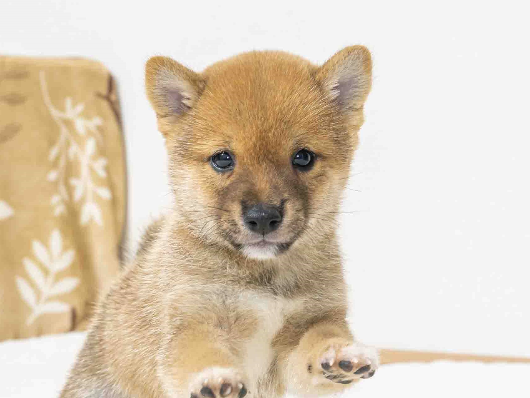 豆柴犬 販売子犬番号 ゆうまくん 写真2