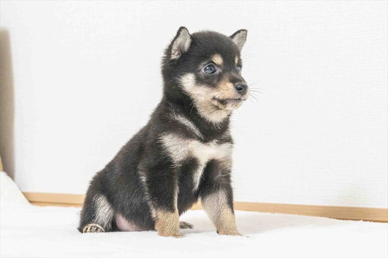 豆柴犬 販売子犬番号 あらたくん 写真4