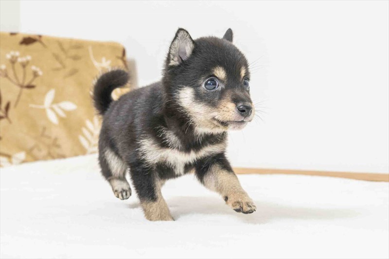 豆柴犬 販売子犬番号 あらたくん 写真5