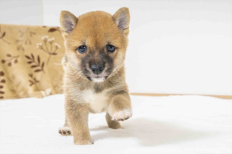 豆柴犬 販売子犬番号 はるまくん 写真2