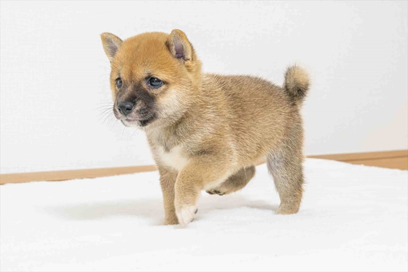 豆柴犬 販売子犬番号 はるまくん 写真3