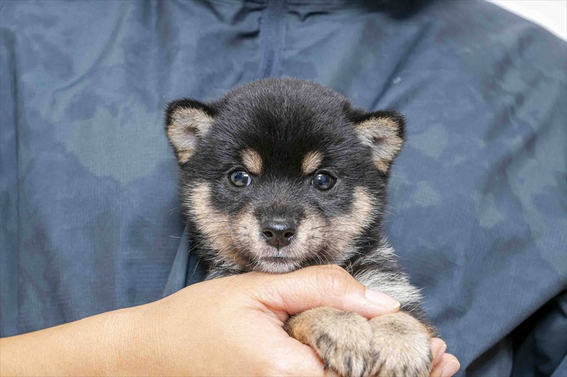 豆柴犬 販売子犬番号 ゆうすけくん 写真2