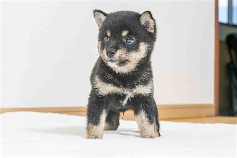 豆柴犬 販売子犬番号 ゆうすけくん 写真4