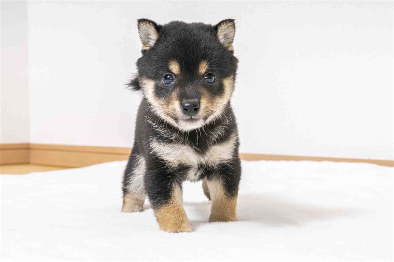 豆柴犬 販売子犬番号 あきとくん 写真2