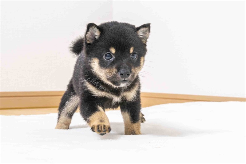 豆柴犬 販売子犬番号 ほくとくん 写真2