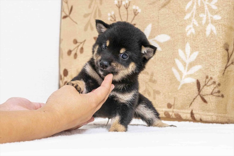 豆柴犬 販売子犬番号 ほくとくん 写真4