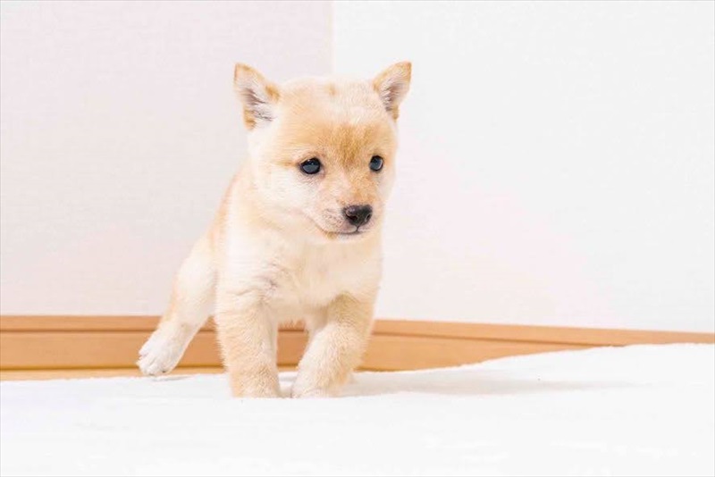 豆柴犬 販売子犬番号 みのるくん 写真2