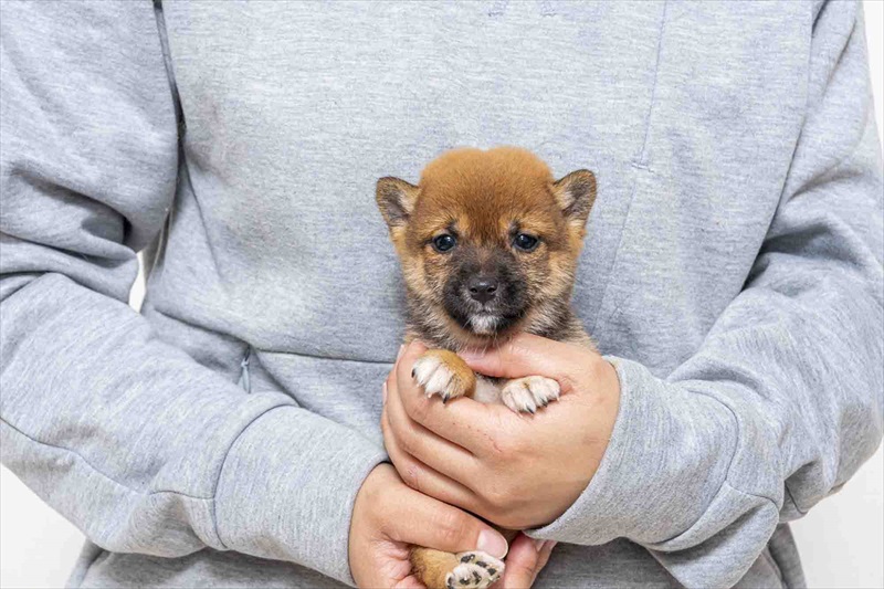 豆柴犬 販売子犬番号 すみれちゃん 写真1