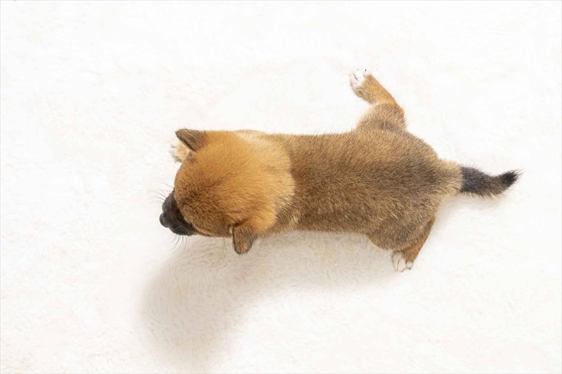 豆柴犬 販売子犬番号 すみれちゃん 写真5