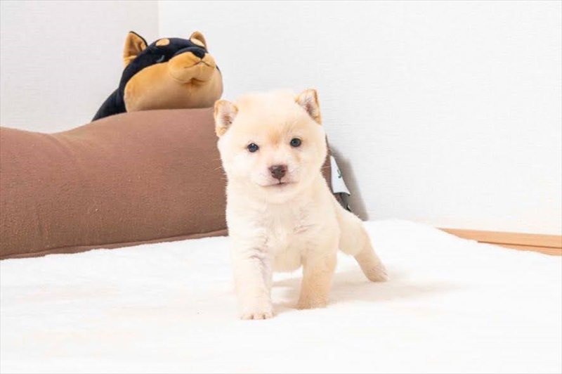 豆柴犬 販売子犬番号 つばさくん 写真2