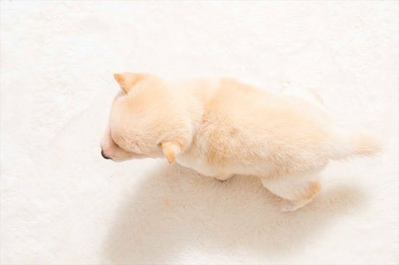 豆柴犬 販売子犬番号 つばさくん 写真5